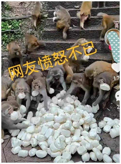 猴子流量卡商城