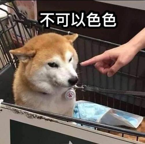 柴犬流量卡