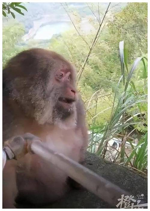 猴子流量卡商城