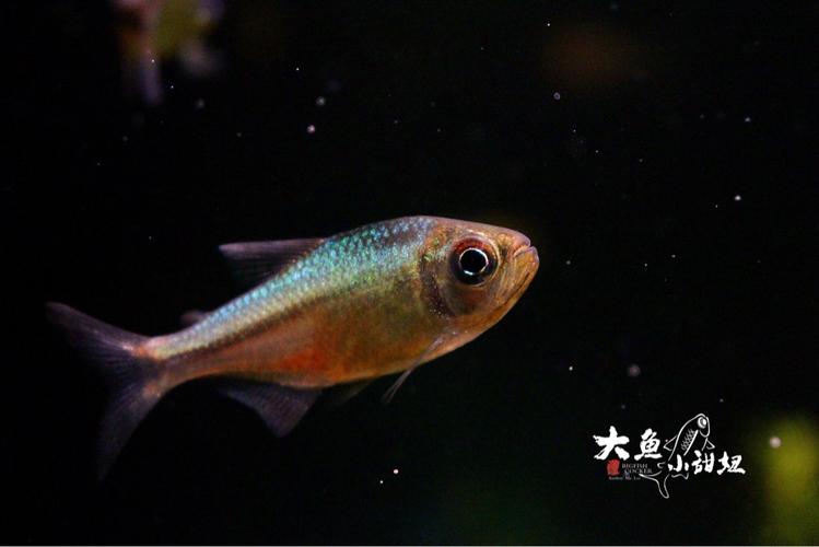 流量可卡了