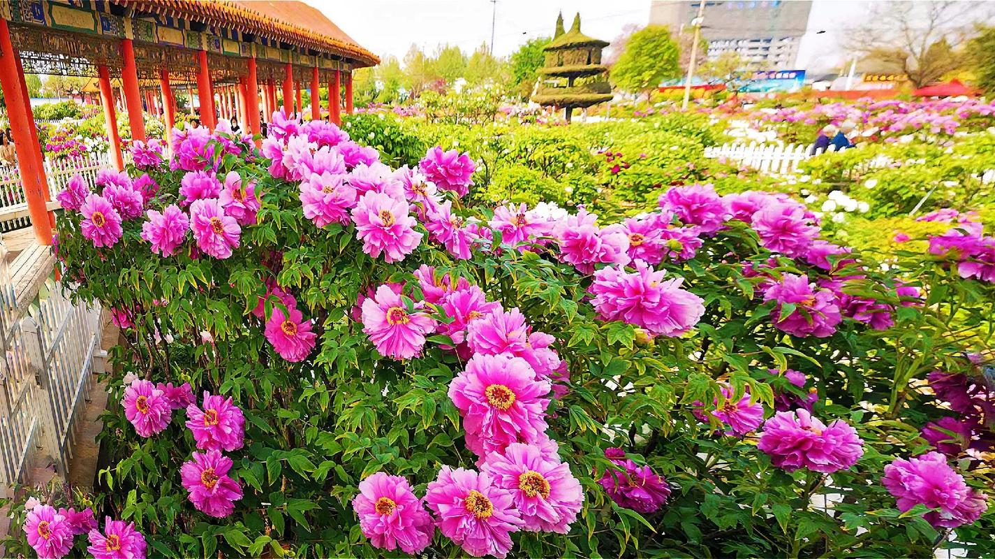 菏泽纯流量卡哪个好用点