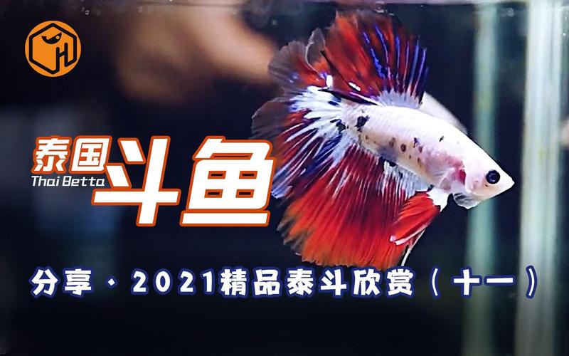 斗鱼直播流量卡2021