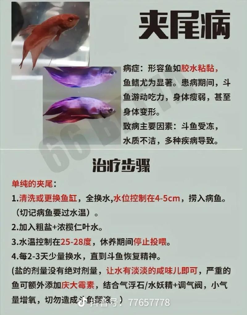 斗鱼与抖音，流量卡的较量，谁主沉浮？