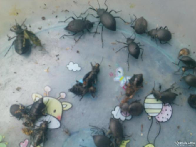 免费流量卡臭屁虫