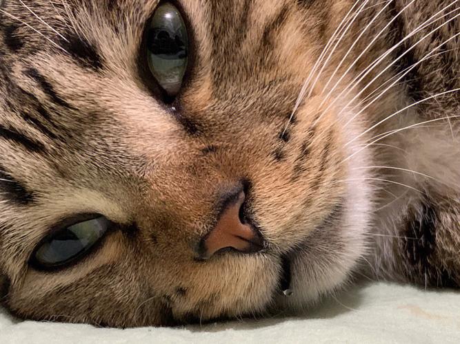 小猫卡免流量