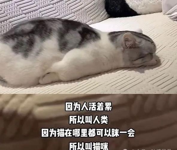 电报猫白天流量卡