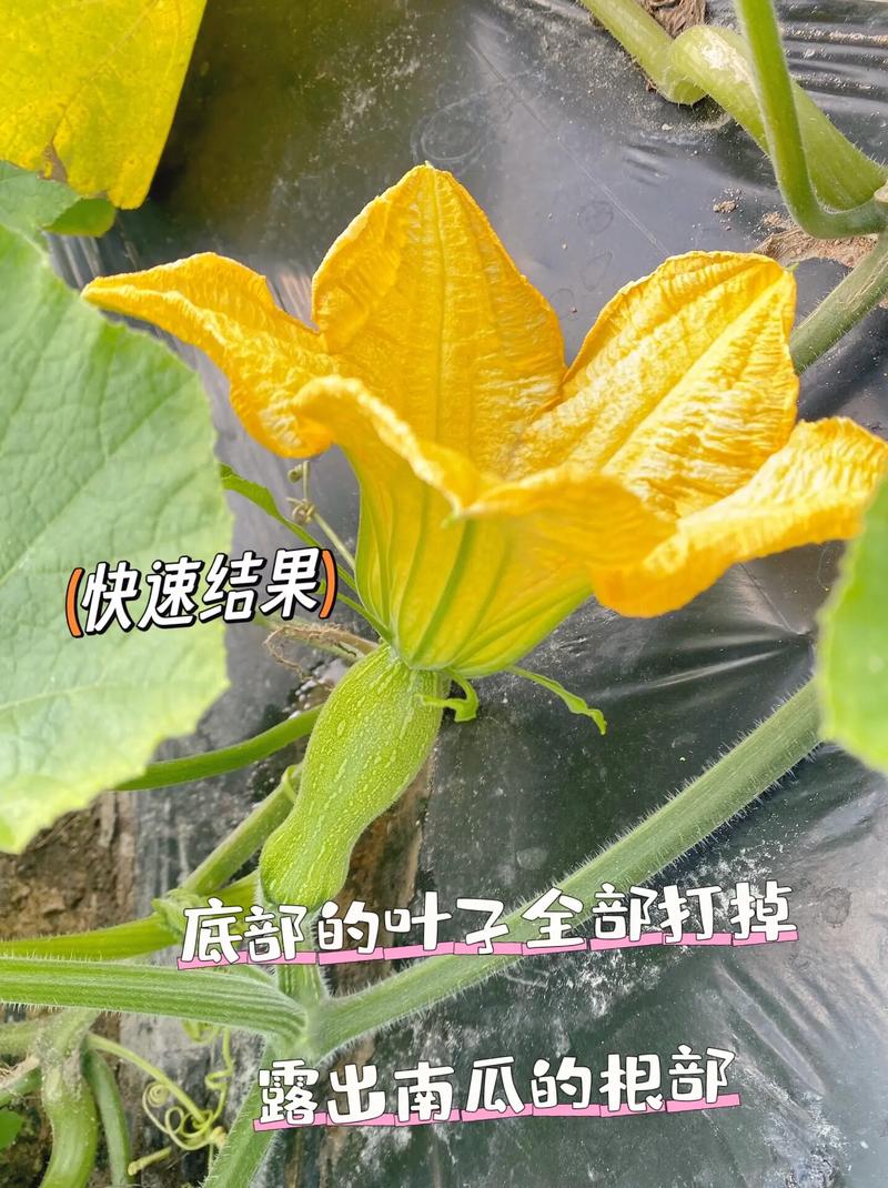 百家号三农领域爆文怎么写?三农领域怎么样呢?