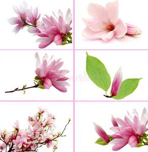 木兰花流量卡