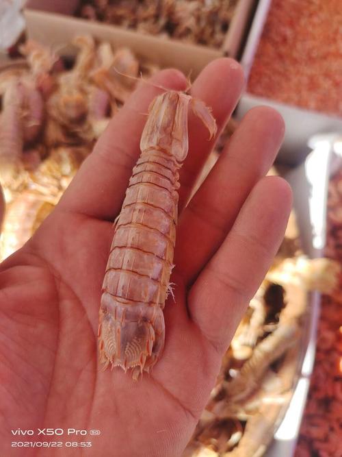 皮皮虾简介怎么写?简介有什么用?