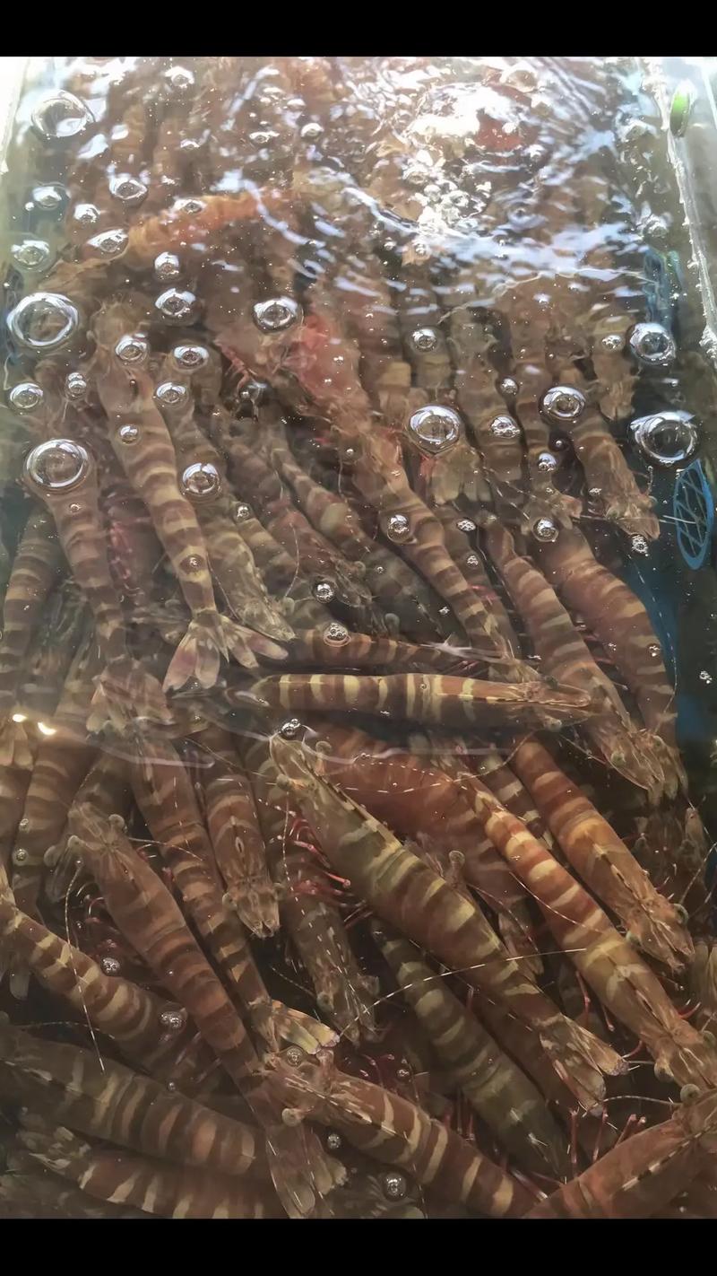 皮皮虾作品怎么定时发布？作品类型有哪些？