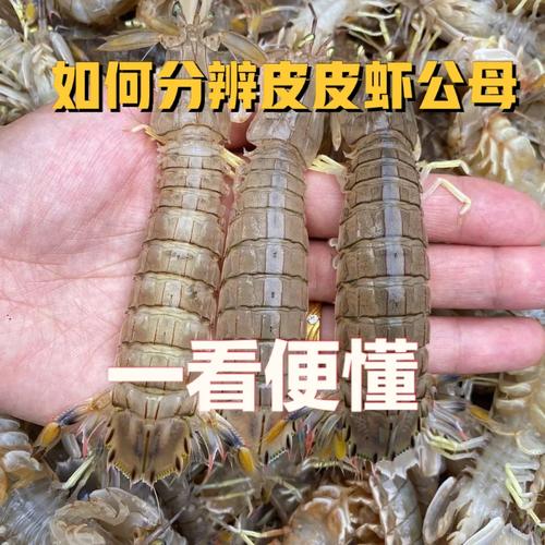 皮皮虾浏览量如何看？浏览量怎样增加？