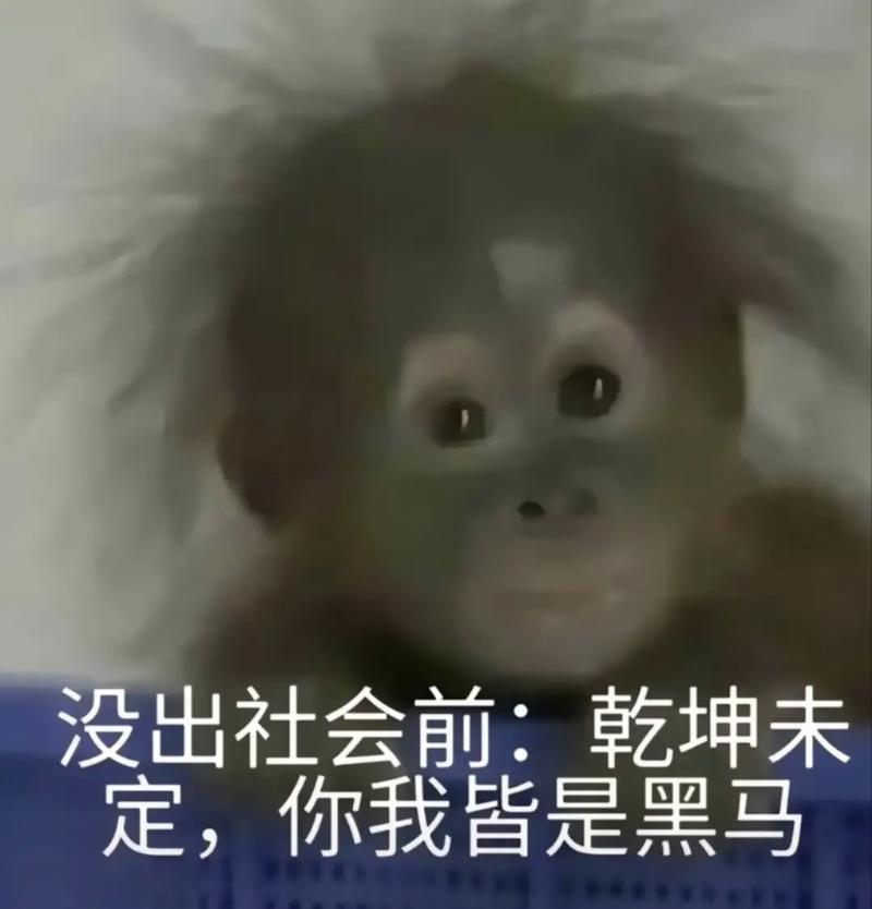 抖老板CEO乌鸦:让达人一个人,也能做好兴趣电商(抖老板是抖音官方的吗)