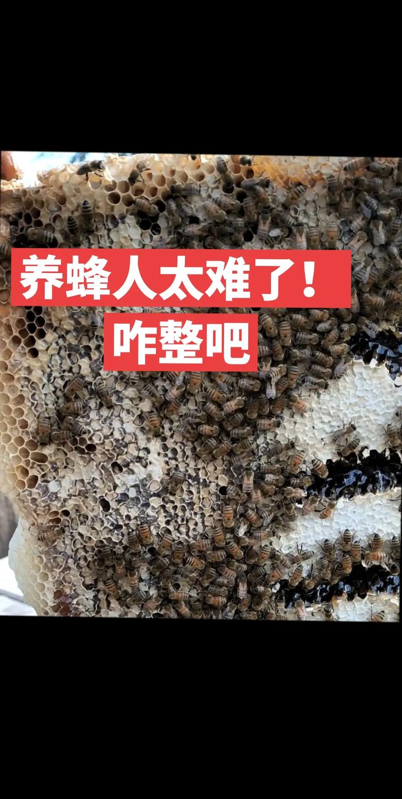 养蜂人在抖音怎么开店?开店有哪些条件?(抖音网红养蜂)