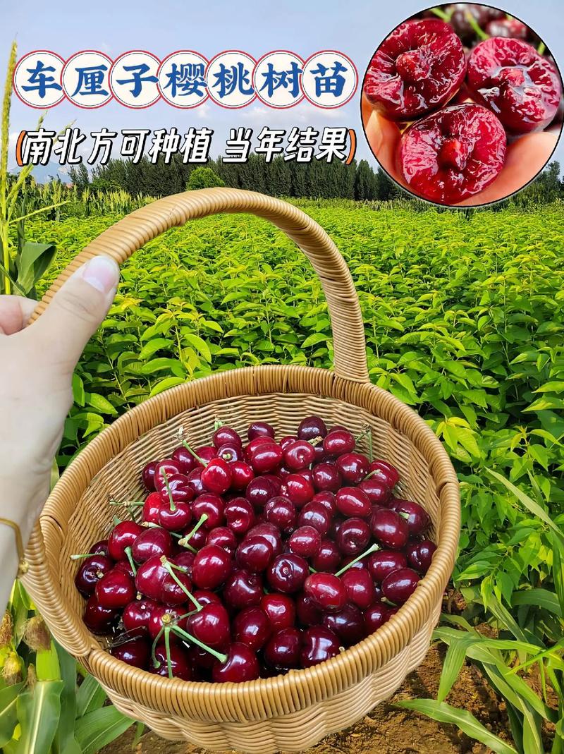 抖音樱桃怎么开店铺？开店后有前景吗？(抖音上有个叫什么樱桃)
