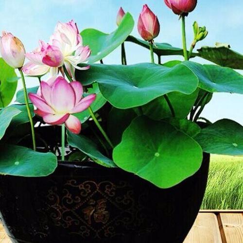 小荷花流量卡