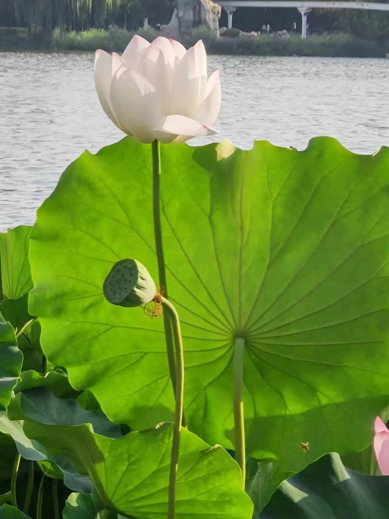 小荷花流量卡