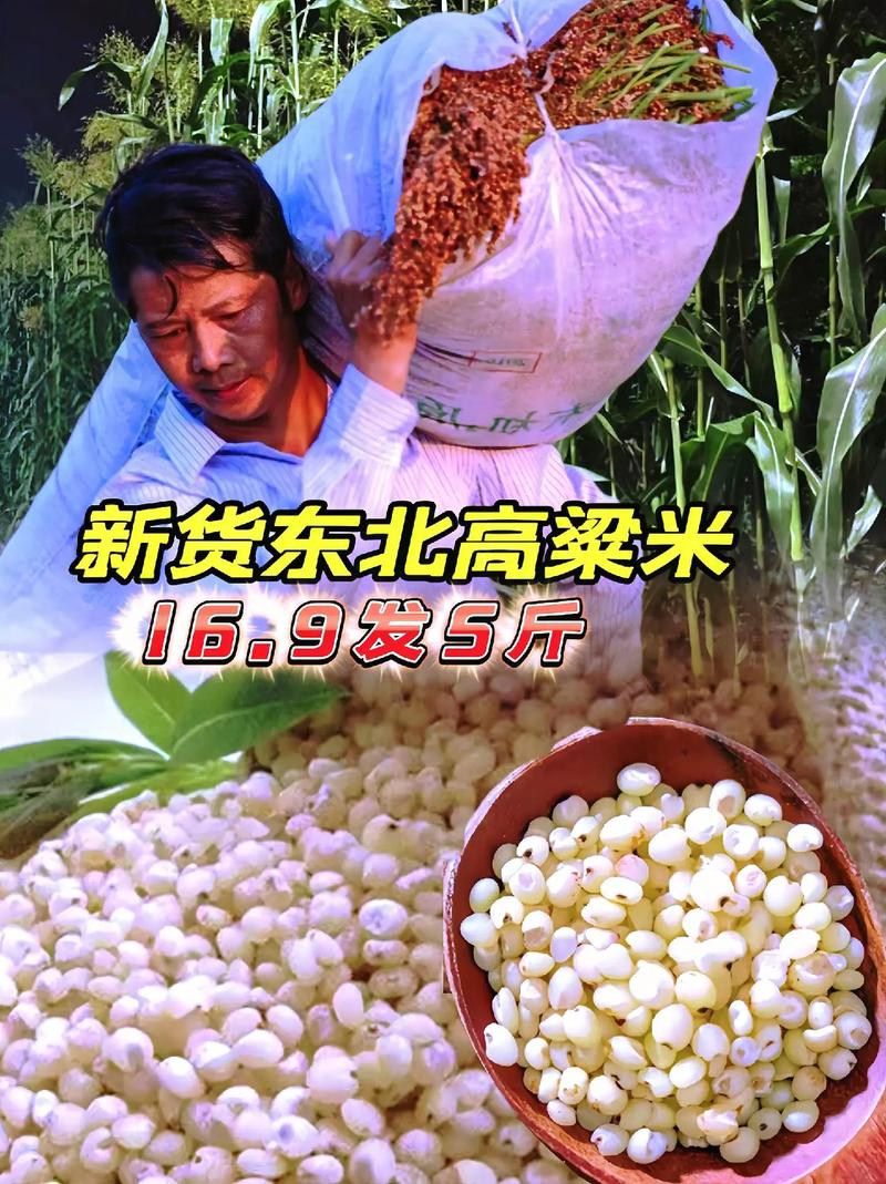 君君流量卡