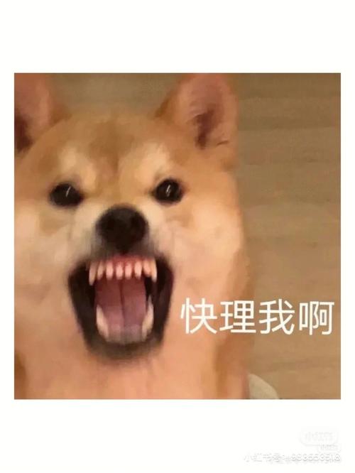 流量卡专用狗，宠物界的新宠儿还是营销噱头？