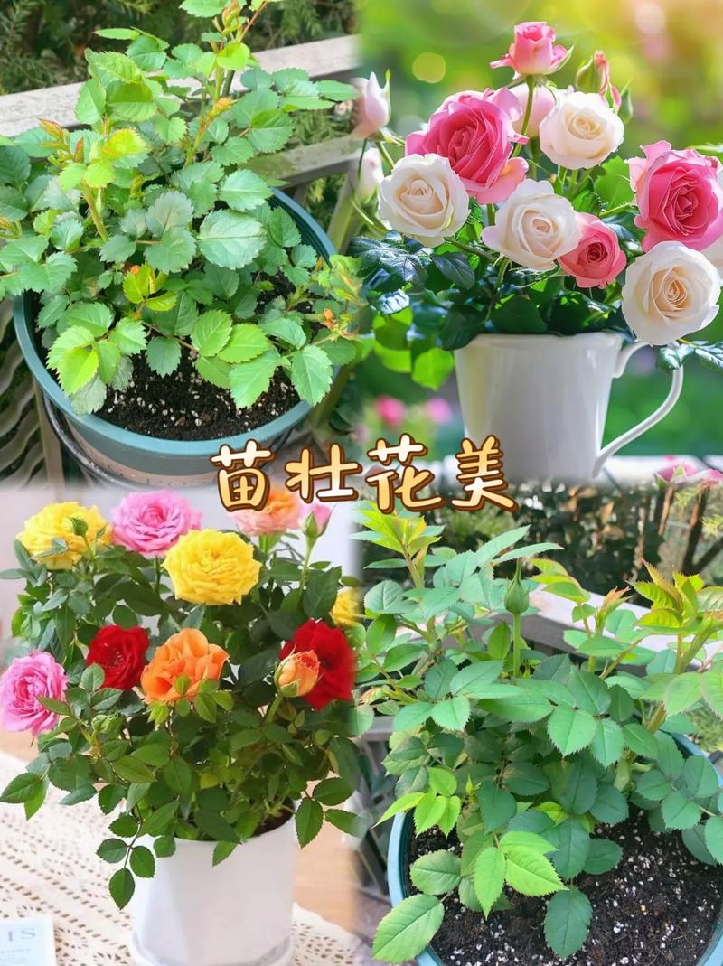 安徽小喜流量卡