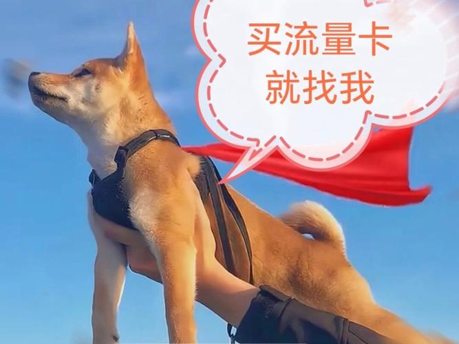 流量卡专用狗