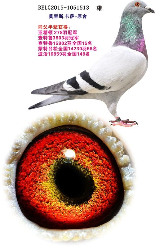 机场流量卡沙特