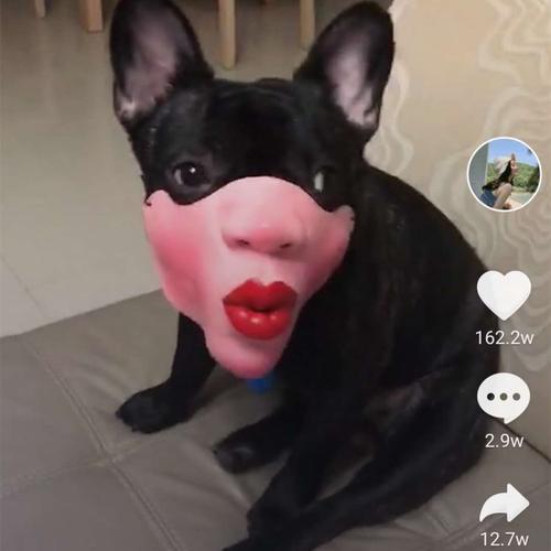 抖音狗头呼啦圈是什么梗