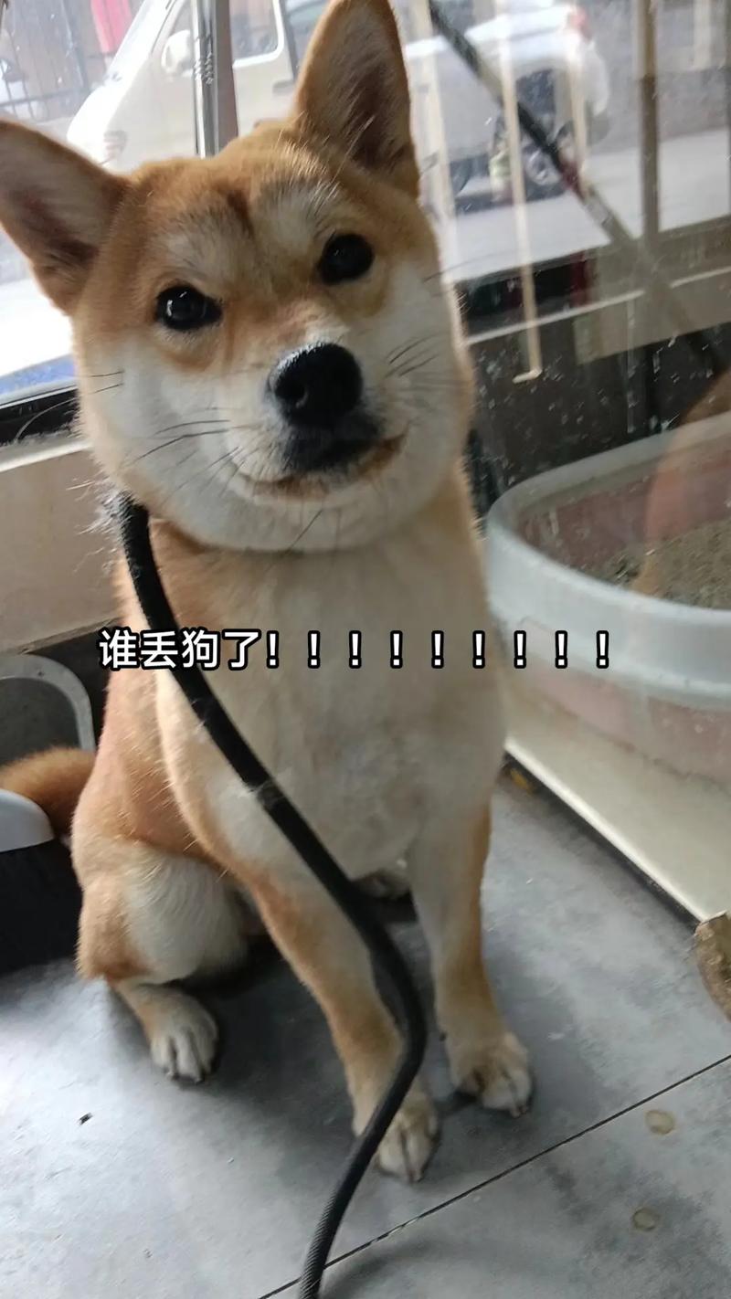 抖音有首歌唱狗什么的