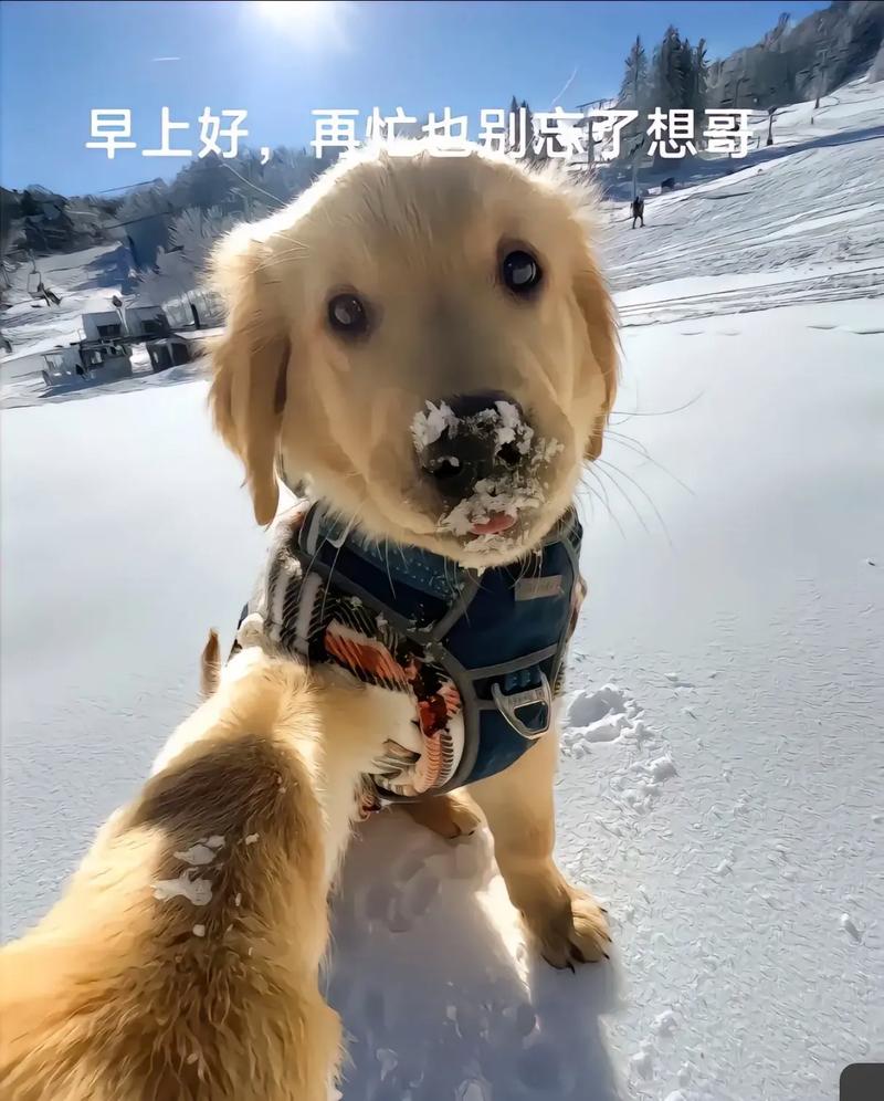 抖音有首歌唱狗什么的