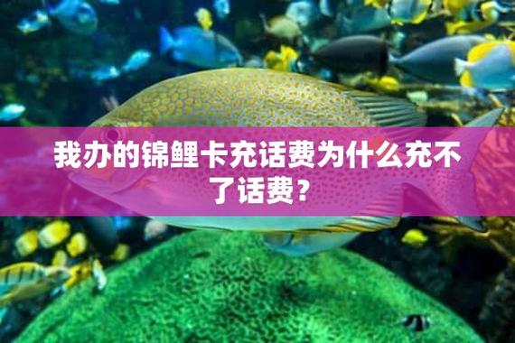 锦鲤卡查不了流量吗
