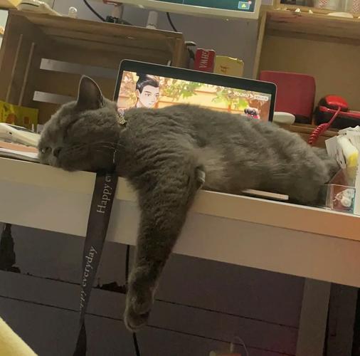 抖音里面有个猫叫什么猫