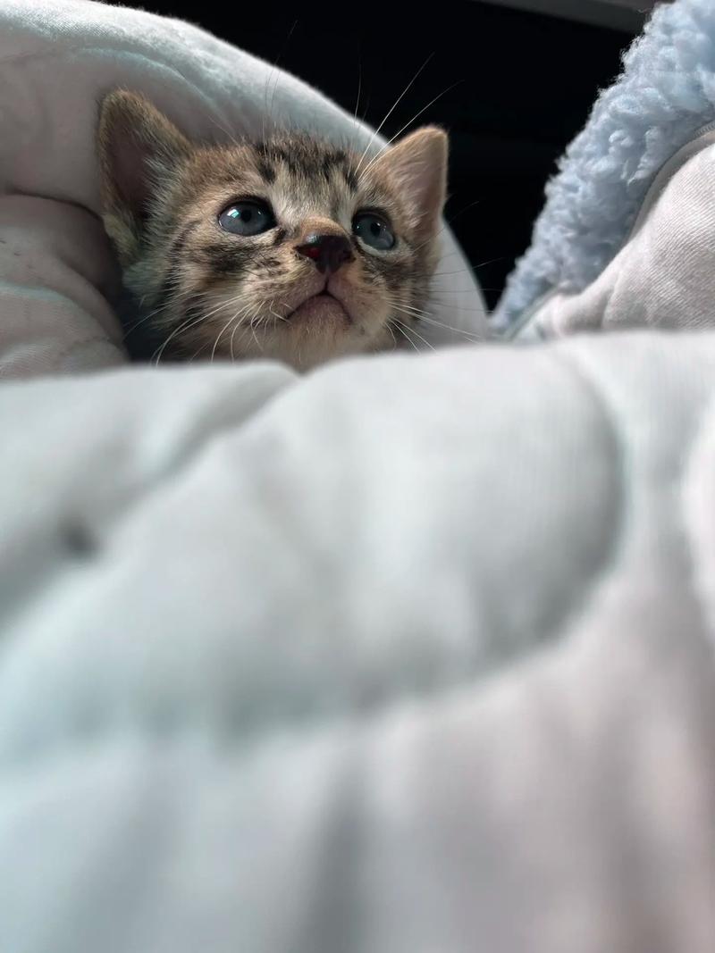 抖音里面有个猫叫什么猫