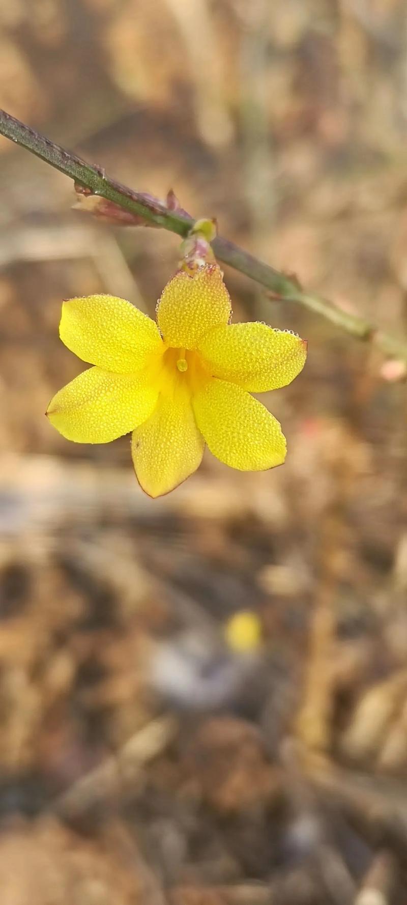 抖音道具小黄花什么意思