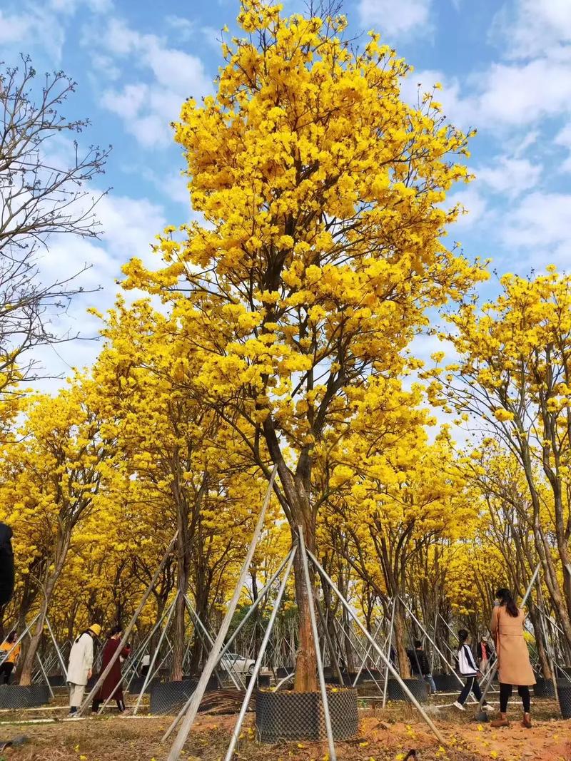 抖音道具小黄花什么意思