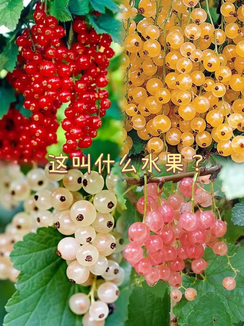 男的抖音叫什么水果名字