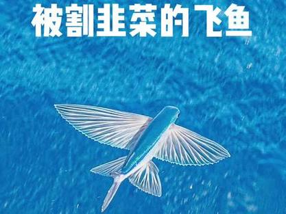 飞鱼和抖音有什么关系吗