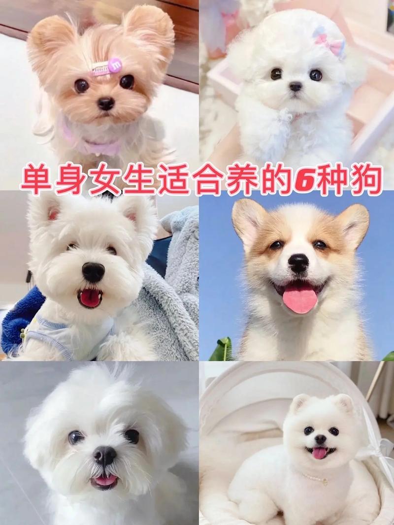 抖音上养什么狗比较好