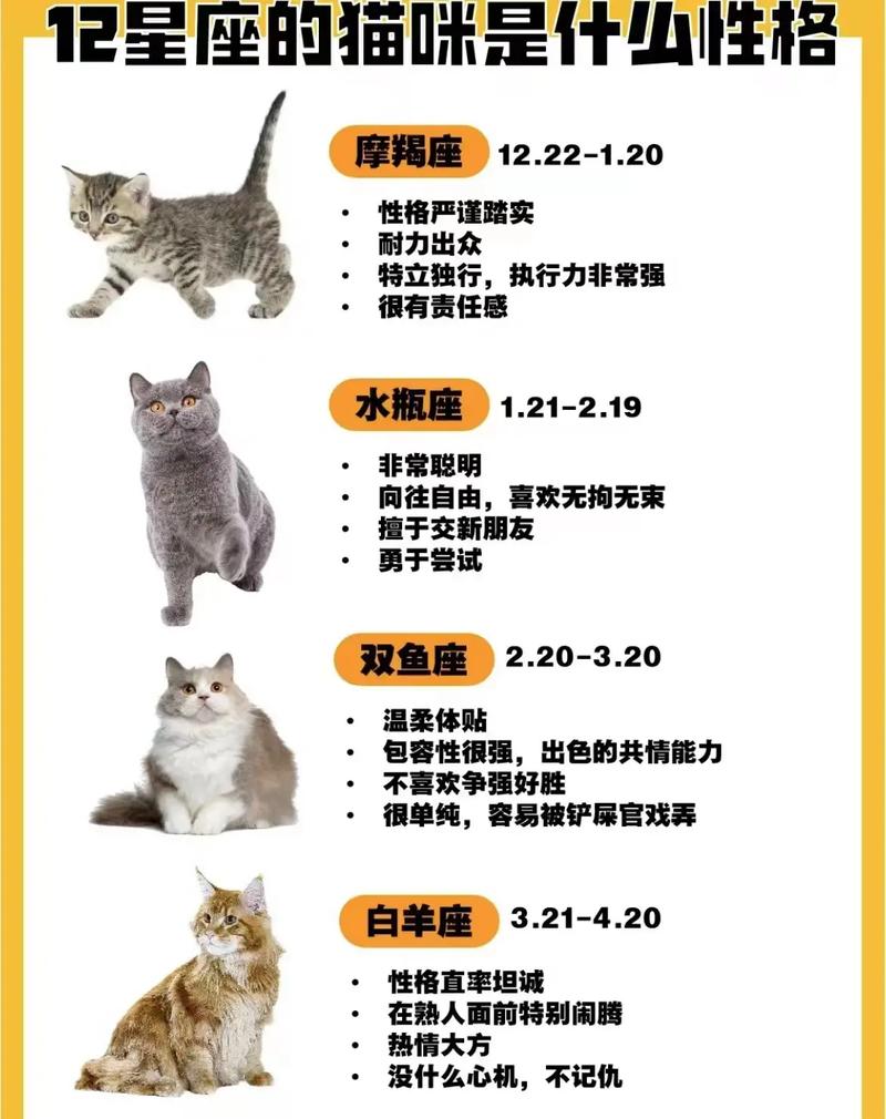抖音平台猫是什么意思啊