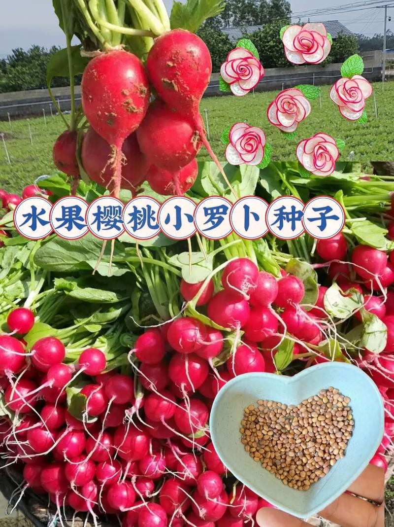抖音奖励一根萝卜是什么