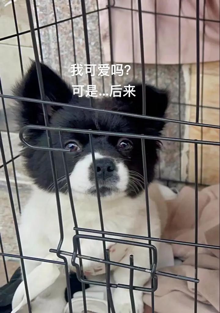 抖音上修狗是什么意思