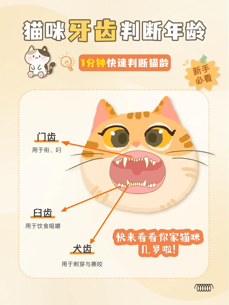 抖音都是什么年龄在看的