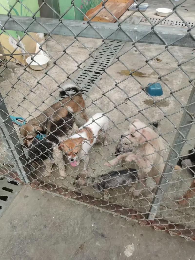 拯救流量猫狗视频卡顿