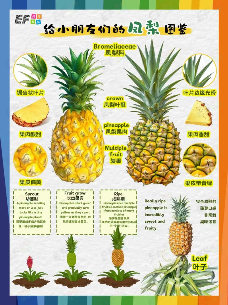 抖音上的菠萝什么意思啊