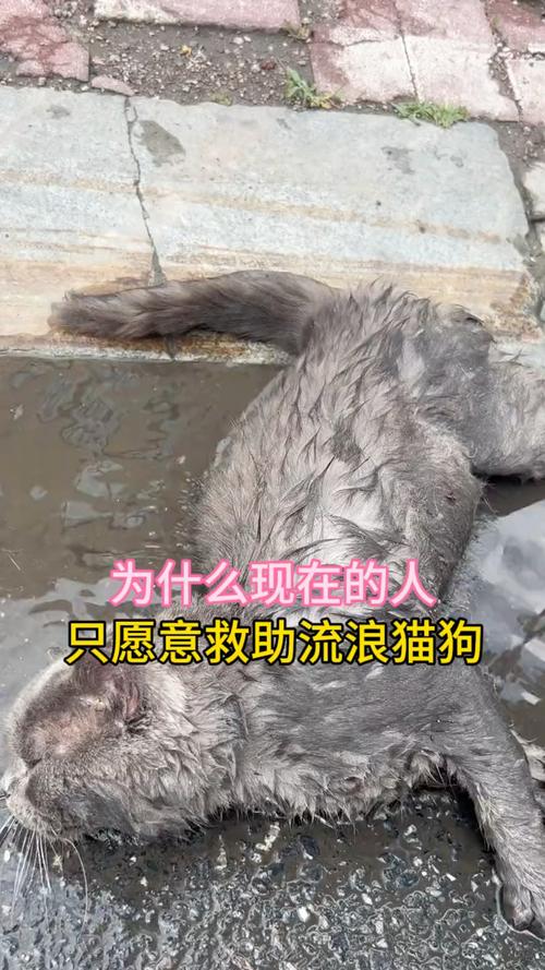 拯救流量猫狗视频卡顿
