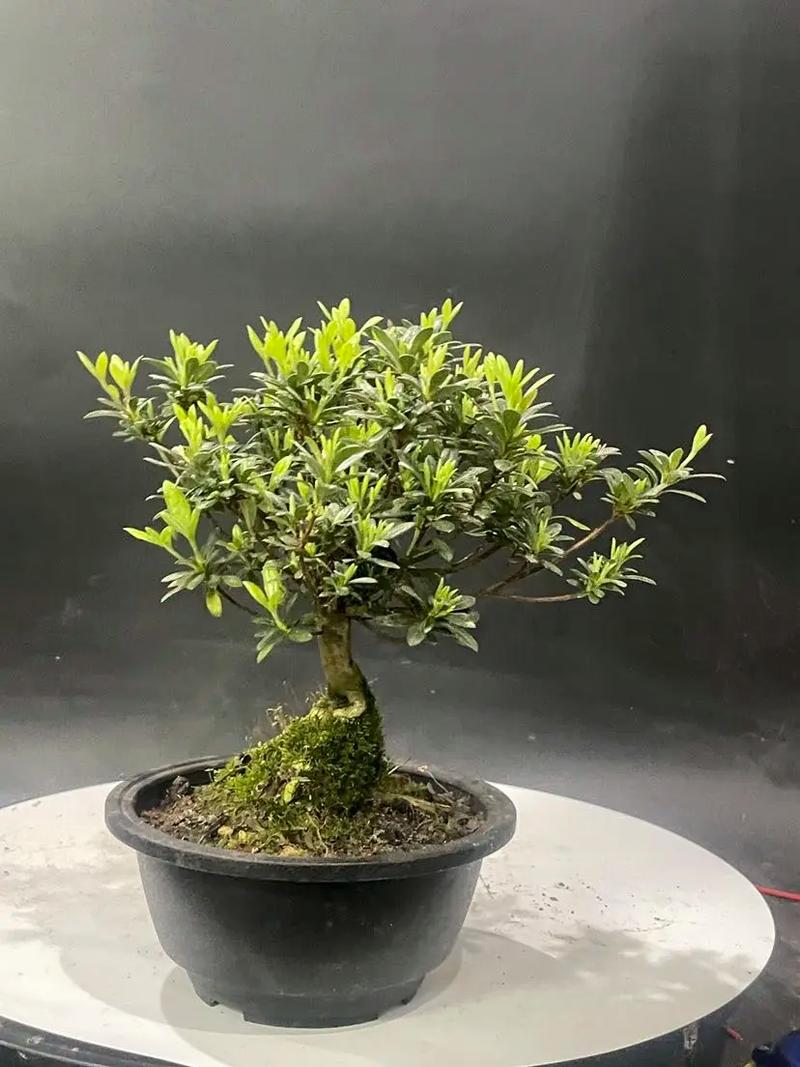 抖音出小品的网红叫什么