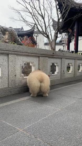 抖音走路的狗是什么狗啊