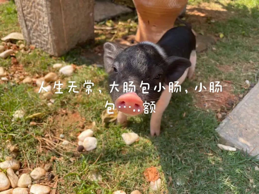 抖音猪小妹谢谢你什么梗