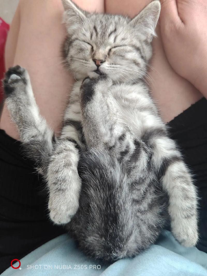 抖音中的猫是什么猫啊