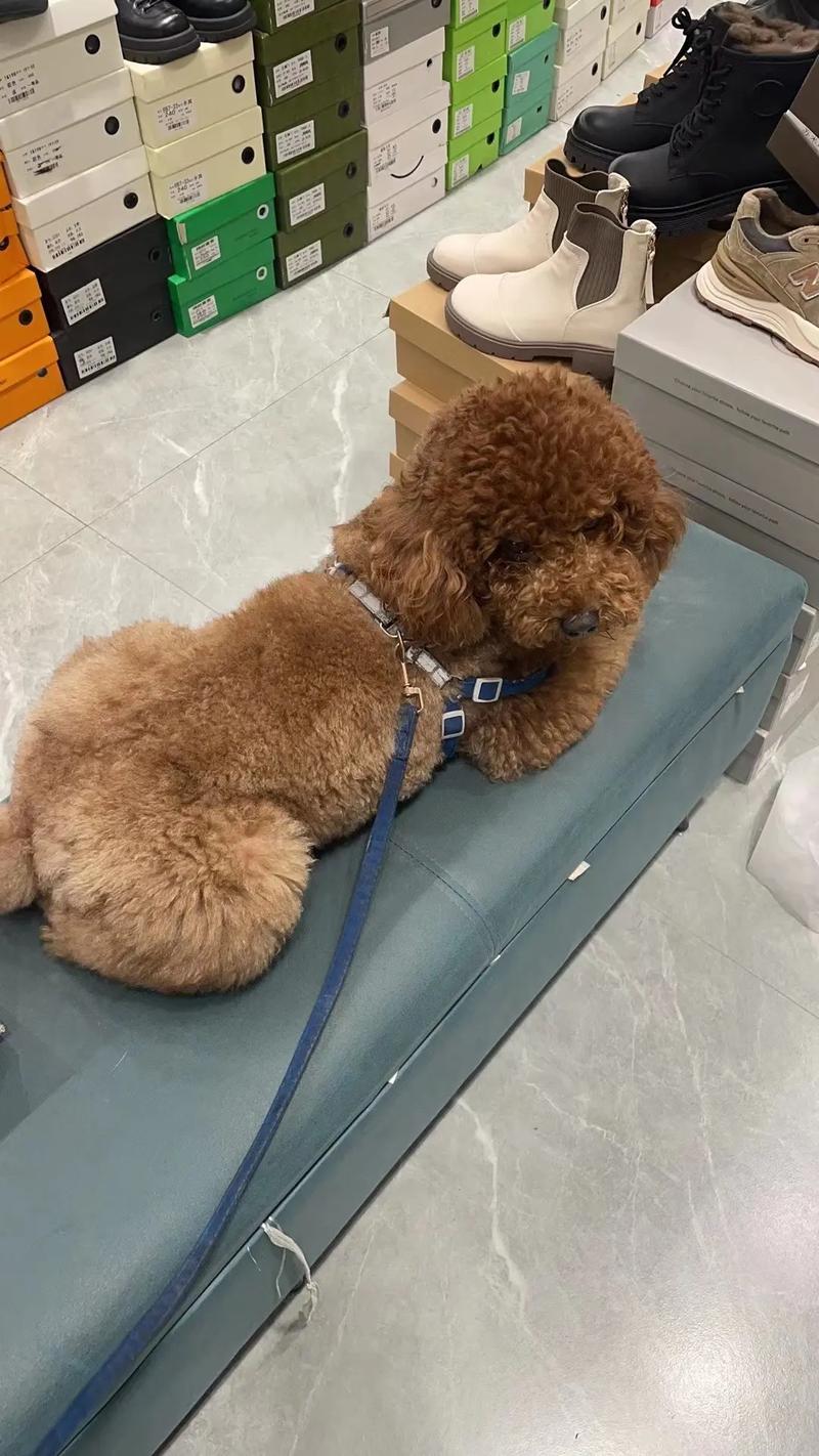 抖音里肉球狗狗是什么狗