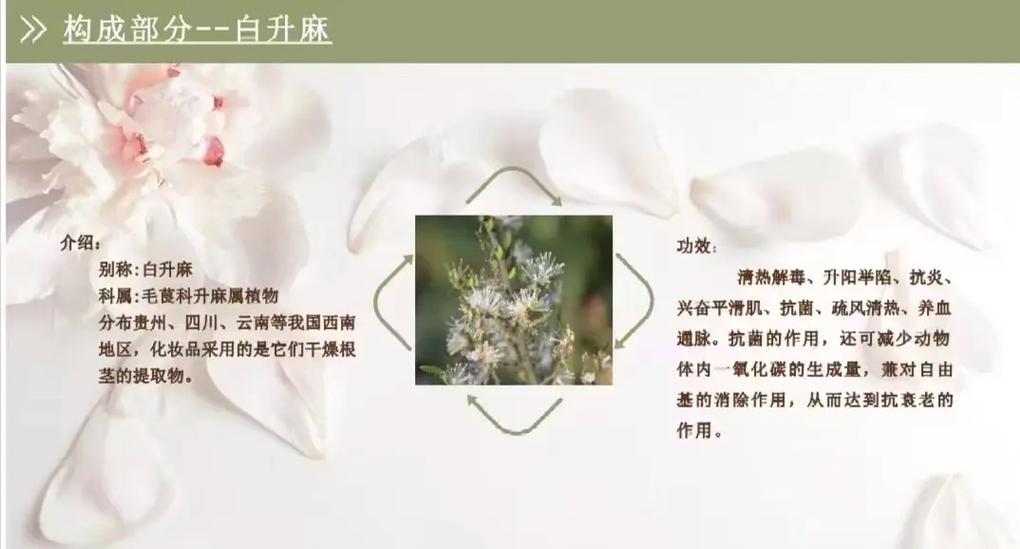 抖音上的七子白是什么