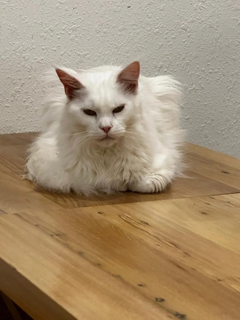 抖音中的猫是什么猫啊